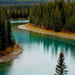 bow-river-canada-forest-219972